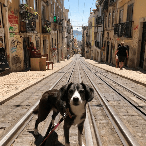 Lisbon Dog